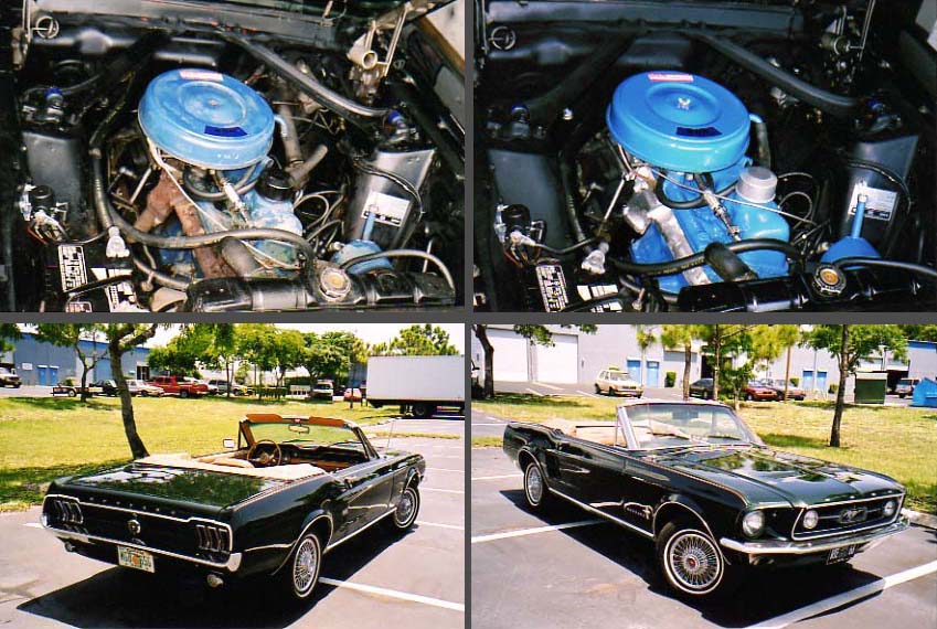mustang_big